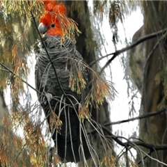 Callocephalon fimbriatum (Gang-gang Cockatoo) at Aranda, ACT - 23 Jan 2025 by KMcCue