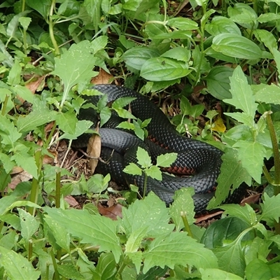 Pseudechis porphyriacus (Red-bellied Black Snake) at Jamberoo, NSW - 27 Dec 2013 by nancyp