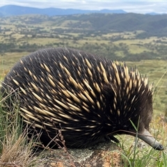 Tachyglossus aculeatus at Kambah, ACT - 23 Jan 2025 by Shazw