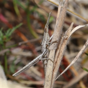 Acrida conica (Giant green slantface) at Throsby, ACT by TimL