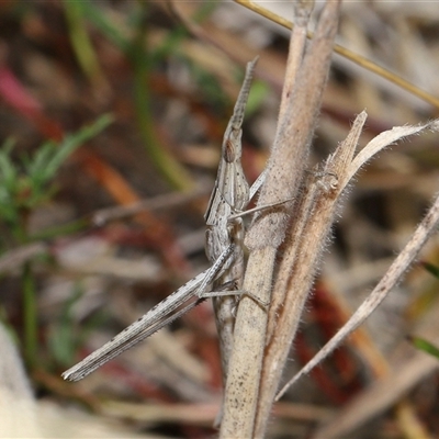 Acrida conica (Giant green slantface) at Throsby, ACT - 23 Jan 2025 by TimL