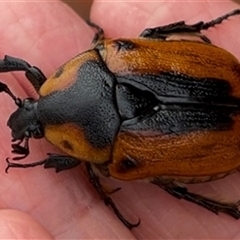 Chondropyga dorsalis (Cowboy beetle) at Yarraville, VIC - 23 Jan 2025 by Lessa