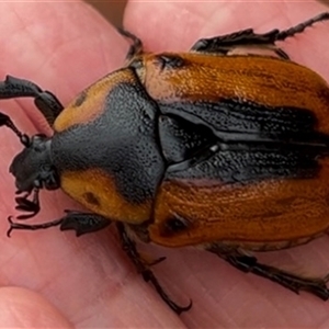 Chondropyga dorsalis at Yarraville, VIC - 23 Jan 2025 01:00 PM