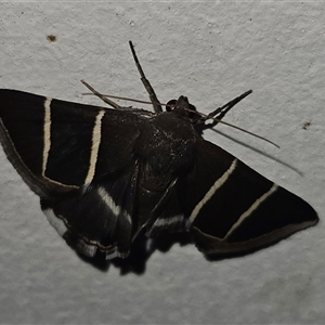 Grammodes justa at Bogan Gate, NSW - 21 Jan 2025 10:09 PM