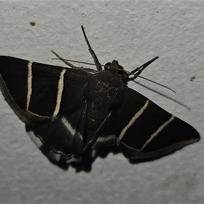 Unidentified Moth (Lepidoptera) at Bogan Gate, NSW - 21 Jan 2025 by Wolfdogg