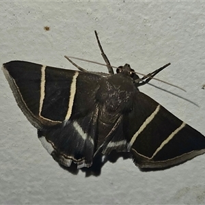 Grammodes justa at Bogan Gate, NSW - 21 Jan 2025 10:09 PM