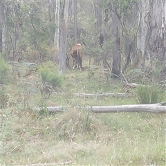 Equus caballus (Brumby, Wild Horse) at Brindabella, NSW - 10 Jan 2025 by GirtsO