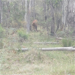 Sus scrofa at Brindabella, NSW - 9 Jan 2025 by GirtsO