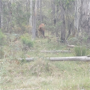 Equus caballus (Brumby, Wild Horse) at Brindabella, NSW by GirtsO