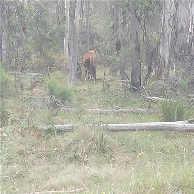 Equus caballus (Brumby, Wild Horse) at Brindabella, NSW - 10 Jan 2025 by GirtsO