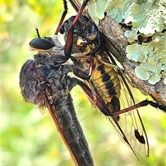 Neoaratus hercules (Herculean Robber Fly) at Strathnairn, ACT - 14 Jan 2025 by Wolfdogg