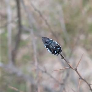 Thyreus caeruleopunctatus (Chequered cuckoo bee) at Jerrabomberra, NSW by RachaelL