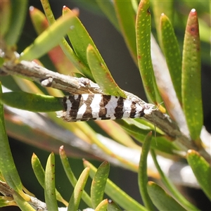 Technitis amoenana (A tortrix or leafroller moth) at Cotter River, ACT by RAllen