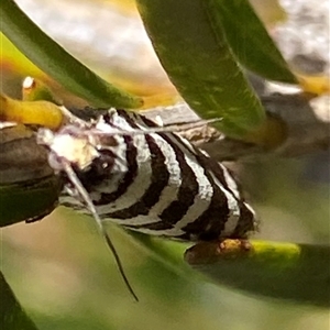 Technitis amoenana at Cotter River, ACT - 20 Jan 2025 01:29 PM