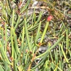 Hakea microcarpa at Cotter River, ACT - 20 Jan 2025 by RAllen