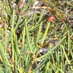 Hakea microcarpa (Small-fruit Hakea) at Cotter River, ACT by RAllen