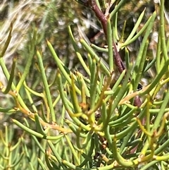 Hakea microcarpa at Cotter River, ACT - 20 Jan 2025 01:28 PM