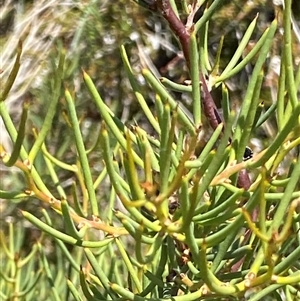 Hakea microcarpa at Cotter River, ACT - 20 Jan 2025 01:28 PM