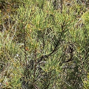 Hakea microcarpa at Cotter River, ACT - 20 Jan 2025 01:28 PM