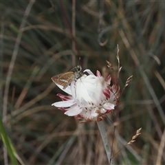 Taractrocera papyria (White-banded Grass-dart) at Cotter River, ACT - 20 Jan 2025 by RAllen