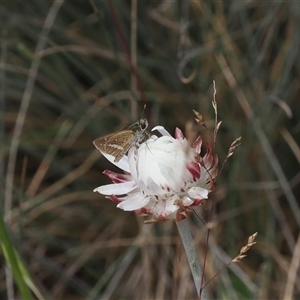 Taractrocera papyria at Cotter River, ACT - 20 Jan 2025 02:39 PM