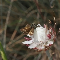 Taractrocera papyria at Cotter River, ACT - 20 Jan 2025 02:39 PM