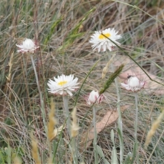 Leucochrysum alpinum (Alpine Sunray) at Cotter River, ACT - 20 Jan 2025 by RAllen