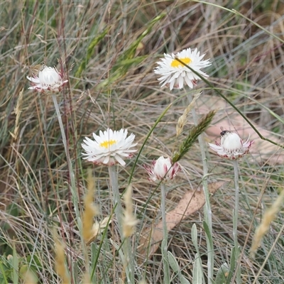 Leucochrysum alpinum (Alpine Sunray) at Cotter River, ACT - 20 Jan 2025 by RAllen