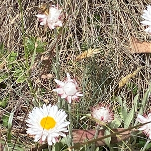 Leucochrysum alpinum at Cotter River, ACT - 20 Jan 2025 02:39 PM