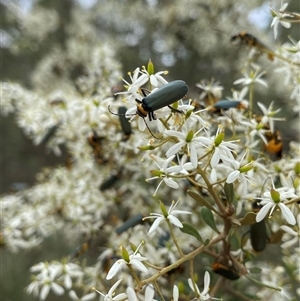 Chauliognathus lugubris (Plague Soldier Beetle) at Rendezvous Creek, ACT by RAllen