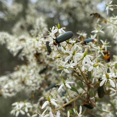 Chauliognathus lugubris (Plague Soldier Beetle) at Rendezvous Creek, ACT - 22 Jan 2025 by RAllen