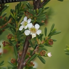 Baeckea utilis (Mountain Baeckea) at Booth, ACT - 22 Jan 2025 by RAllen