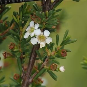 Baeckea utilis (Mountain Baeckea) at Booth, ACT by RAllen