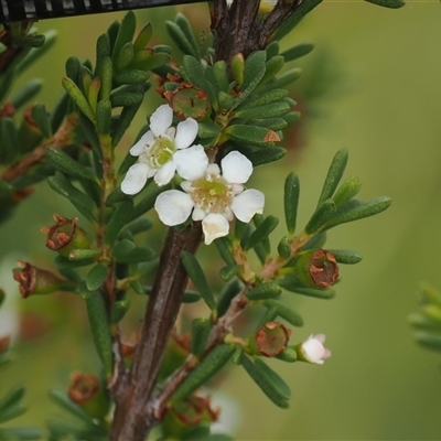 Baeckea utilis (Mountain Baeckea) at Booth, ACT - 22 Jan 2025 by RAllen