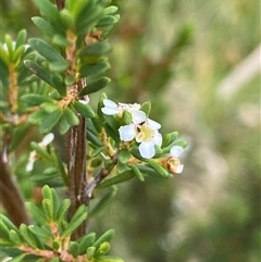 Baeckea utilis at Booth, ACT - 22 Jan 2025 11:50 AM