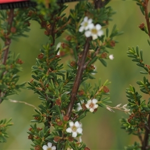 Baeckea utilis at Booth, ACT - 22 Jan 2025 11:50 AM