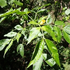 Senna septemtrionalis (Winter Senna, Arsenuc Bush) at Currowan, NSW - 20 Jan 2025 by plants