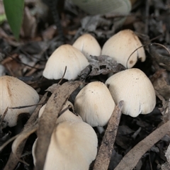 Coprinellus etc. at Weston, ACT - 20 Jan 2025 by jmcleod