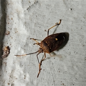 Poecilometis strigatus at Hawker, ACT - suppressed