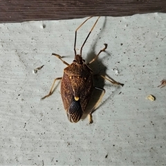 Poecilometis strigatus at Hawker, ACT - suppressed