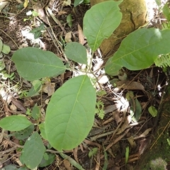 Clerodendrum tomentosum (Hairy Clerodendrum) at Currowan, NSW - 19 Jan 2025 by plants