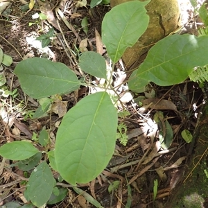 Clerodendrum tomentosum at Currowan, NSW - 20 Jan 2025 09:41 AM