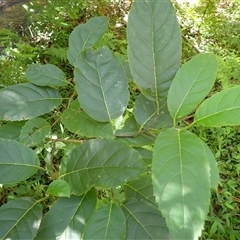 Ehretia acuminata var. acuminata (Koda) at Currowan, NSW - 20 Jan 2025 by plants