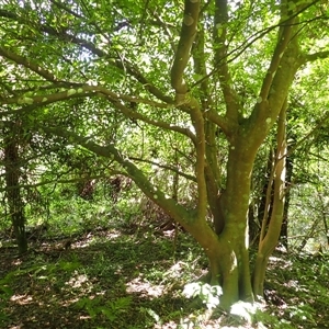 Ficus coronata (Creek Sandpaper Fig) at Currowan, NSW by plants