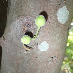 Ficus coronata at Currowan, NSW - 20 Jan 2025 09:45 AM