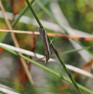 Etiella behrii (Lucerne Seed Web Moth) at Cotter River, ACT by RAllen