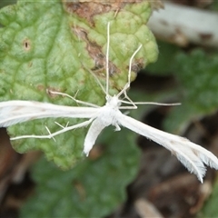 Imbophorus aptalis (White Plume Moth) at Hall, ACT - 23 Jan 2025 by Anna123