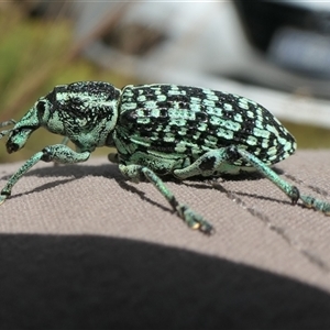 Chrysolopus spectabilis at Cotter River, ACT - 21 Jan 2025