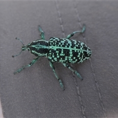 Chrysolopus spectabilis at Cotter River, ACT - 21 Jan 2025 02:54 PM