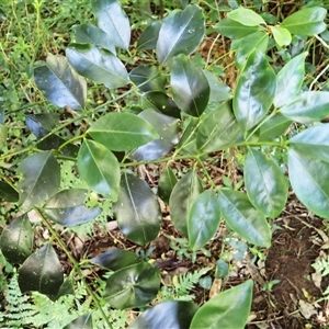 Emmenosperma alphitonioides (Bonewood) at Currowan, NSW by plants